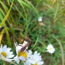 댕그루루 이미지