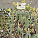 한농연농자재할인마트 | 평창군 산림조합 나무시장 &amp; 농자재 마트 방문 후기｜솔직히 말하면 실망, 그리고 또 꿈을 꾼다.