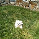 부활냉면 이미지