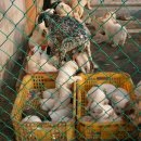 동물을 사랑하는 사람들 이미지