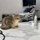 페츠온동물병원 이미지