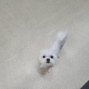 숑숑 그루밍 이미지