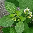 개나리공원2 이미지