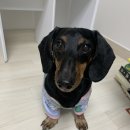 구리원데이클래스 양모펠트공방 푸키펫_닥스훈트 반려견액자 후기