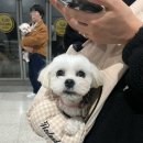 (주)리드덴탈 | 일산 | 펫쇼 코리아 킨텍스, 펫 박람회 방문 후기 참가업체 및 정보