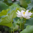 연꽃마을건넌들 이미지