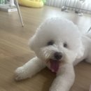 부산 강아지 24시 애견미용호텔유치원 도그드림(서면점) 이미지