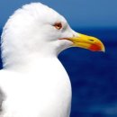 갈매기꿈 이미지