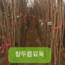 함안두릅