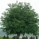 세미원 | 🌿서울 근교 봄 드라이브 추천! 양평 두물머리 → 세미원 → 용문사 하루 코스