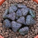 원씨일품 이미지