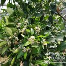 하린농장 이미지