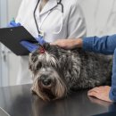 조이동물병원 이미지