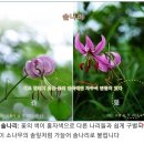 나리반점 이미지