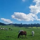 대봉목장 이미지