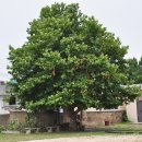 동해초등학교 나무 이미지