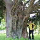 상만리 비자나무 이미지