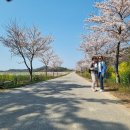 1004섬 신안 선도 수선화축제 대덕산 트레킹 이미지