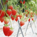 굿모닝 농장 이미지