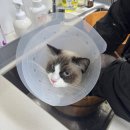 함께냥 평택점 | 평택 고양이 미용 무마취 20분 컷, 함께냥 평택점 후기