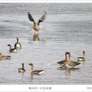 백조 이미지