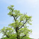 의령 백곡리 감나무 | 의령 백곡리 감나무(2025. 05. 07.) - 국가천연기념물