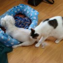 토리두두 이미지