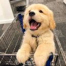 이프동물의료센터 이미지