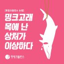 [핫핑크돌핀스 논평] 밍크고래 목에 난 상처가 이상하다 이미지