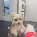 디오네 도그케어 이미지