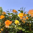 평리민박 이미지