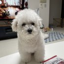 라이코스펫 | 강아지 기호성좋은 간식 뉴트리오 국내산 100%오리가슴살 브러쉬 급여후기