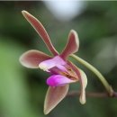 Phalaenopsis wilsonii 이미지