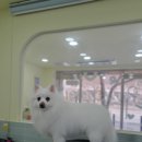 포테이토 독 이미지