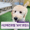 스퀘어독스 서산점 이미지