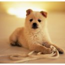 오산25시종합동물병원 이미지