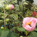 유원농장 이미지