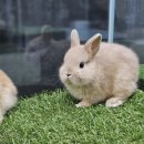 펫엔글라이더본점&로던트클럽 광주 이미지