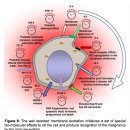 Oncothermia - nano-heating 패러다임 이미지