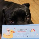 트리머펫 이미지