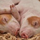 우리가축인공수정소 이미지