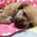 아기강아지 이미지