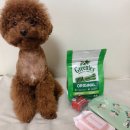 [강아지 간식] 치석제거 껌 추천 : 티니 그리니스(Greenies)