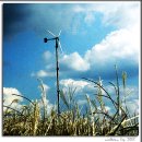 바람개비 이미지