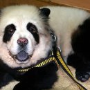 문화애견 이미지