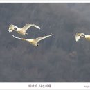 고니 - 수성구 | 고니