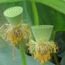 왕버들2농장 이미지