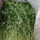 청정미나리영농조합법인 이미지