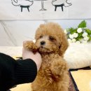 가온펫(안심분양센터) 이미지