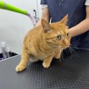 쥬디캣(Judy Cat) 이미지